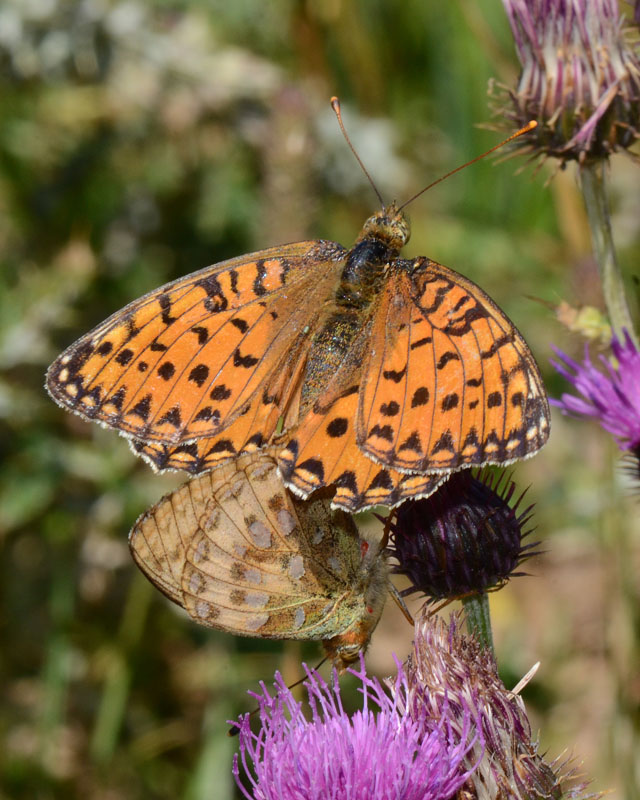 Argynnis aglaja in amore